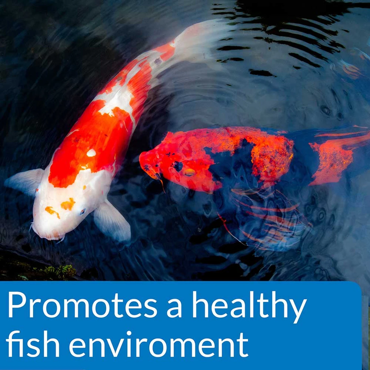 API Pond Ecofix Sludge Destroyer 5 API Pond Ecofix Sludge Destroyer - Image 3