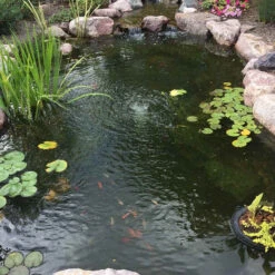 CrystalClear Algae D-Solv 11 CrystalClear Algae D-Solv -Accessories || Solar Shop crystalclear alage d solv after image 55925.1684758157