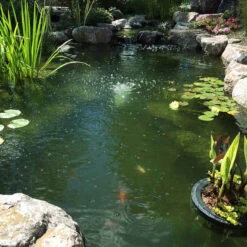 CrystalClear Algae D-Solv 10 CrystalClear Algae D-Solv -Accessories || Solar Shop crystalclear alage d solv before image 02223.1684758157