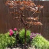 Copper Extra Tall Maple Tree Fountain Kit