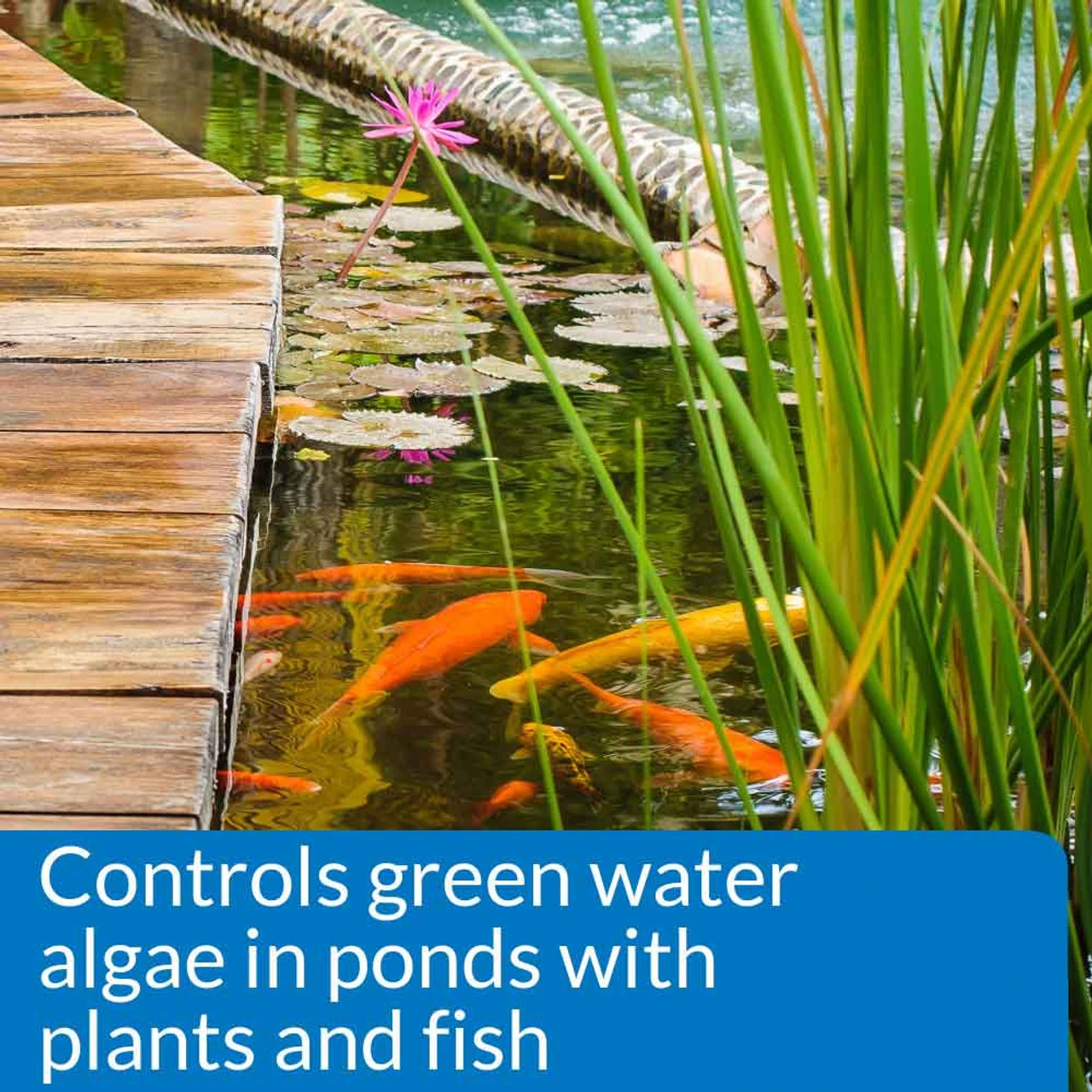 API PondCare Microbial Algae Clean 4 API PondCare Microbial Algae Clean - Image 2