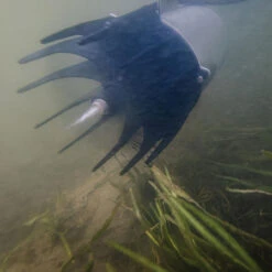 Kasco AquatiClear Water Circulator W/ Horizontal Float, 3/4 HP, 115V