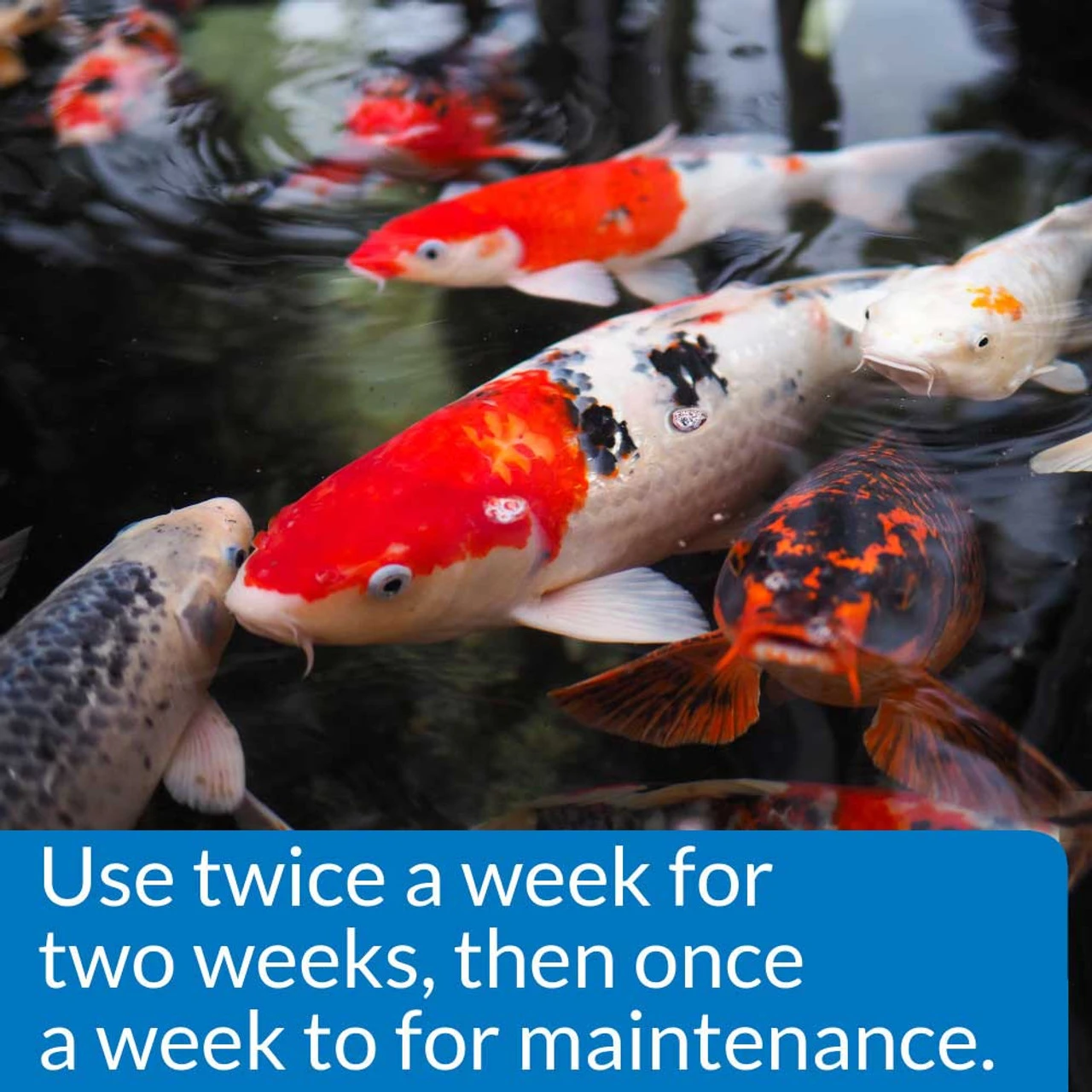 API PondCare Microbial Algae Clean 5 API PondCare Microbial Algae Clean - Image 3